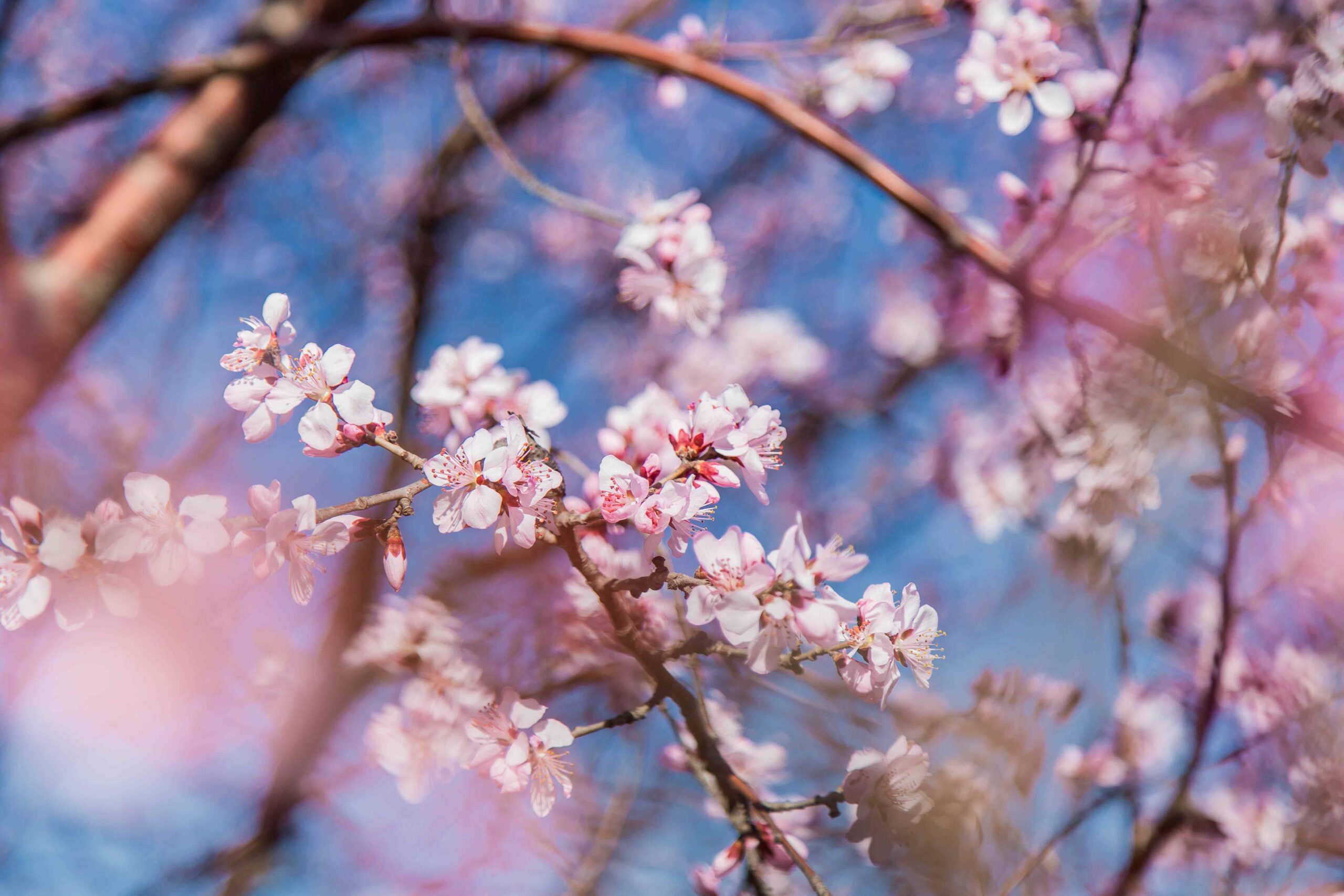 樱花