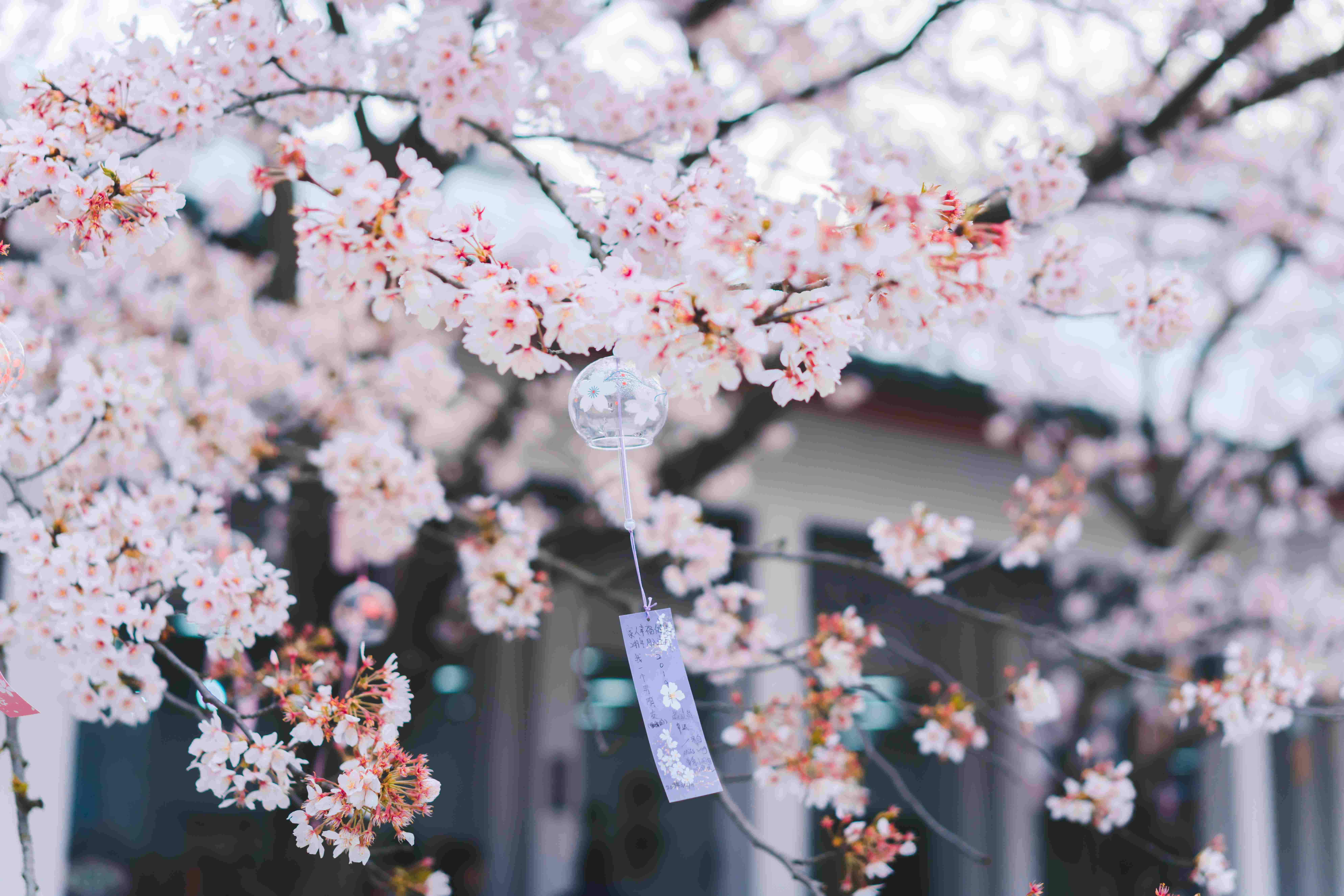 樱花风铃
