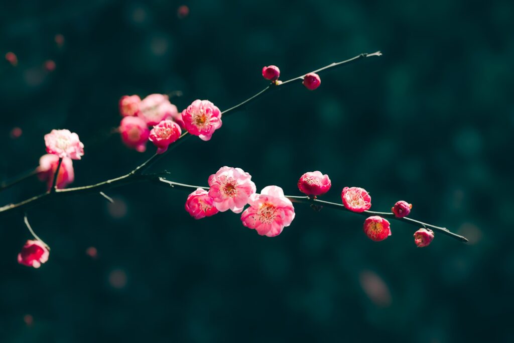 美丽的梅花