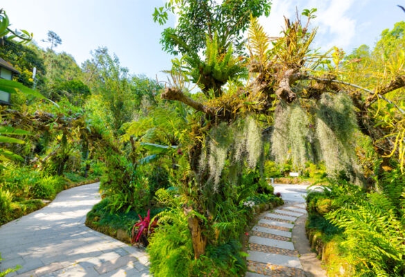 深圳仙湖植物园
